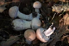Cortinarius torvus