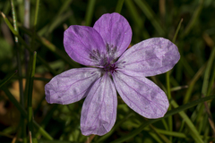 Erodium maculatum
