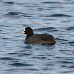 Fulica atra