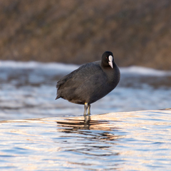 Fulica atra