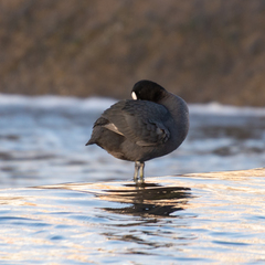Fulica atra
