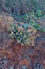 Crassula lanuginosa