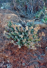 Crassula lanuginosa