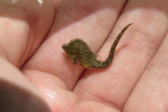 Hippocampus zosterae