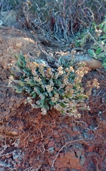 Crassula lanuginosa