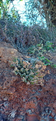 Crassula lanuginosa
