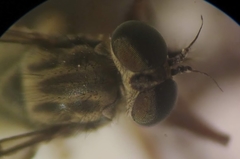 Omphalophora
