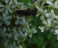 Molorchus umbellatarum
