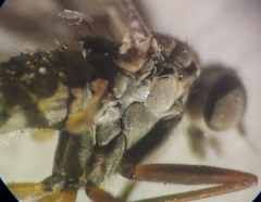 Omphalophora