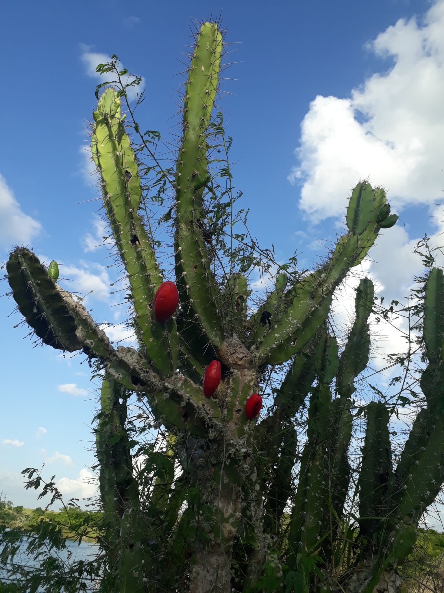 Cereus jamacaru