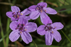 Erodium maculatum