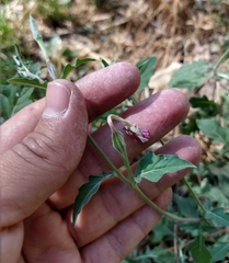 Oenothera kunthiana