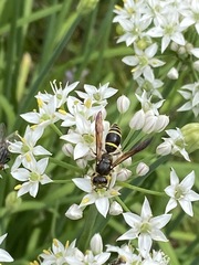 Ancistrocerus antilope