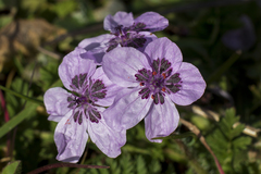 Erodium maculatum