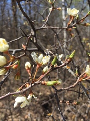 Prunus nigra