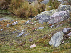 Cinclodes albiventris