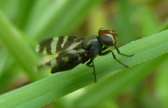 Herina frondescentiae