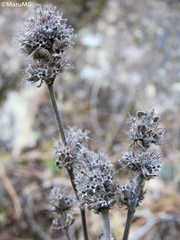 Hedeoma palmeri