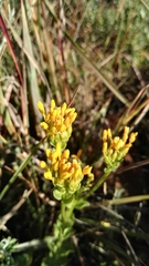 Sebaea leiostyla