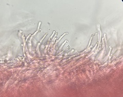Phlebia rufa