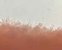 Phlebia rufa