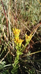 Sebaea leiostyla