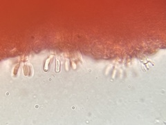 Phlebia rufa