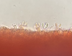 Phlebia rufa