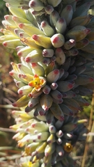 Kalanchoe thyrsiflora