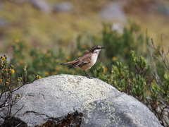 Cinclodes albiventris