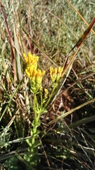 Sebaea leiostyla