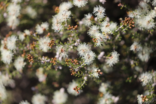 Melaleuca pauperiflora observed 2021-09-17