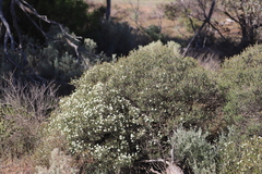 Melaleuca pauperiflora mutica