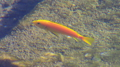 Labidochromis caeruleus