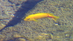 Labidochromis caeruleus