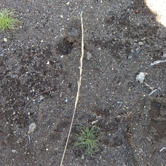 Trisetopsis imberbis