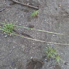 Trisetopsis imberbis