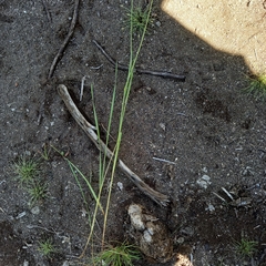 Trisetopsis imberbis