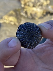 Strongylocentrotus purpuratus