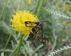 Chamaesphecia bibioniformis