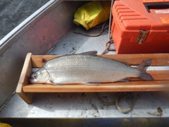 Coregonus clupeaformis
