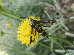 Chamaesphecia bibioniformis
