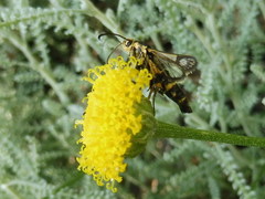 Chamaesphecia bibioniformis