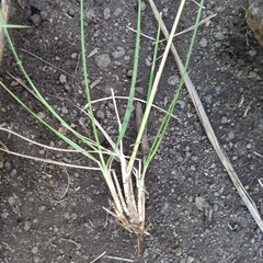 Setaria sphacelata sphacelata