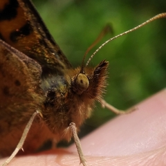 Pararge aegeria aegeria