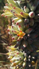 Kalanchoe thyrsiflora