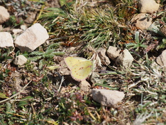 Colias euxanthe