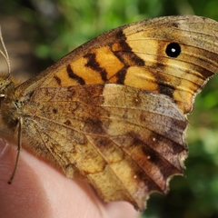 Pararge aegeria aegeria