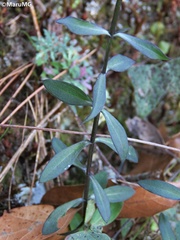 Gyrandra pterocaulis
