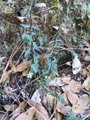 Gyrandra pterocaulis